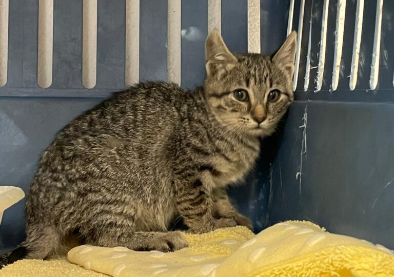 multimedia-foto76193-853-1