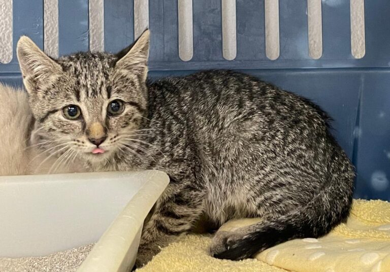 multimedia-foto76194-853-1