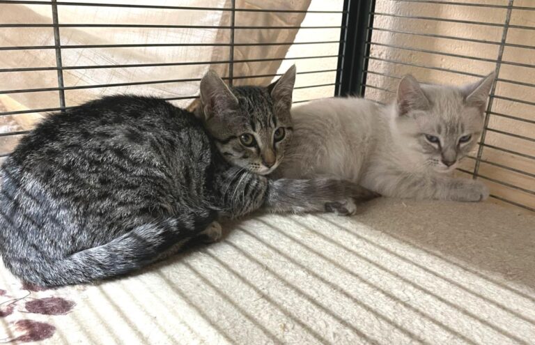 multimedia-foto76196-853-1