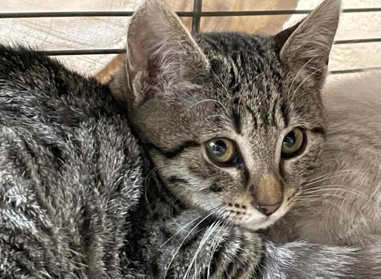 multimedia-foto76197-853-1