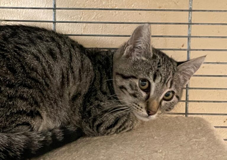 multimedia-foto76198-854-1