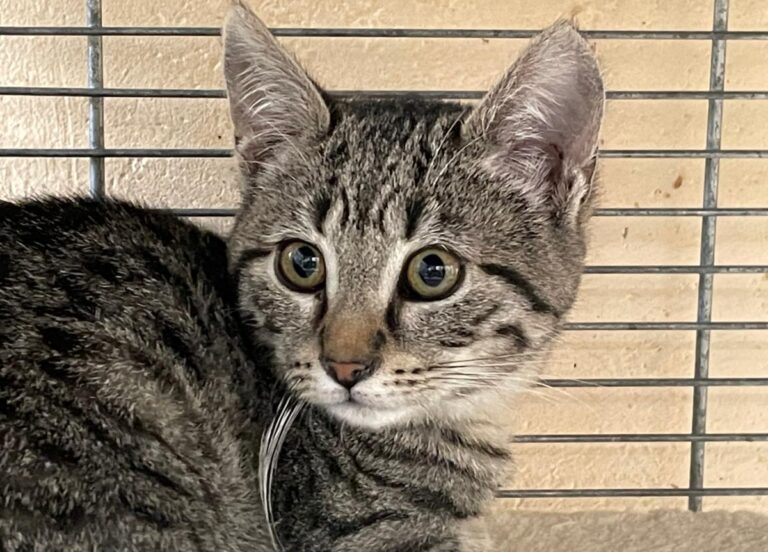 multimedia-foto76199-854-1