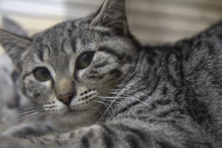 multimedia-foto76201-854-1