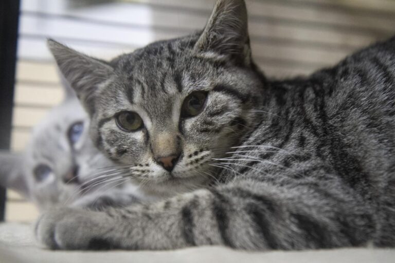 multimedia-foto76202-854-1