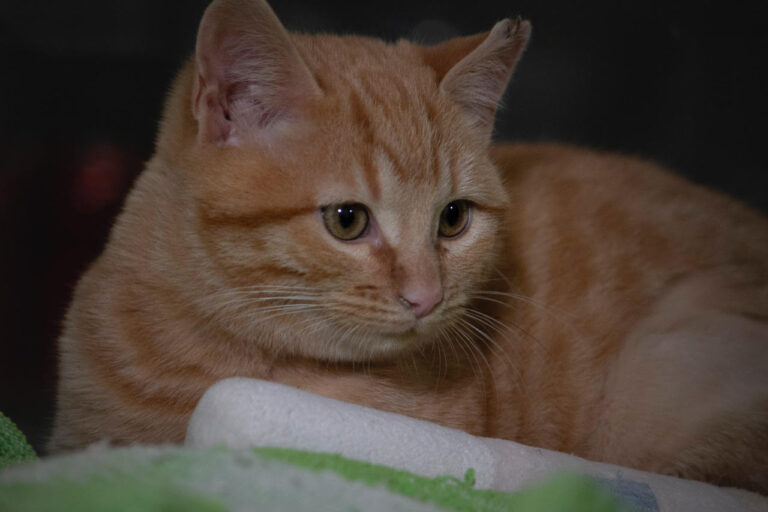 multimedia-foto76208-570-1