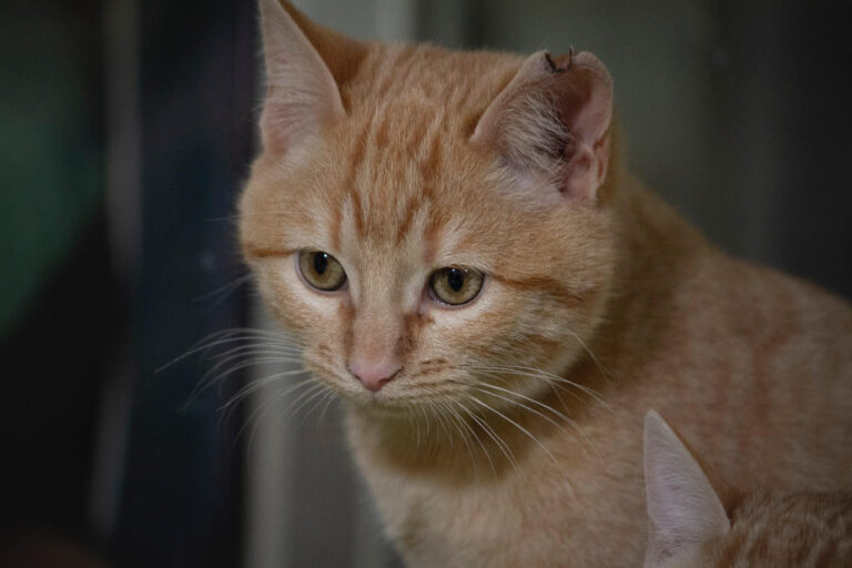 multimedia-foto76209-571-1