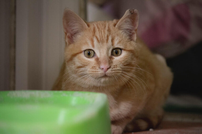 multimedia-foto76210-571-1