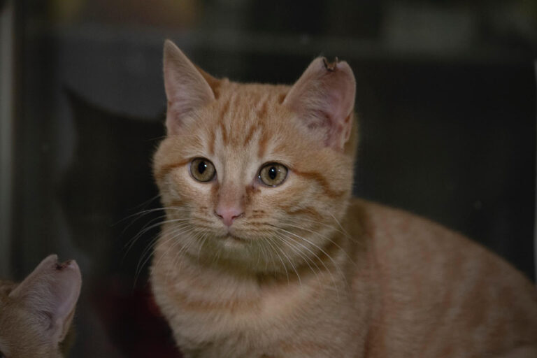 multimedia-foto76211-571-1