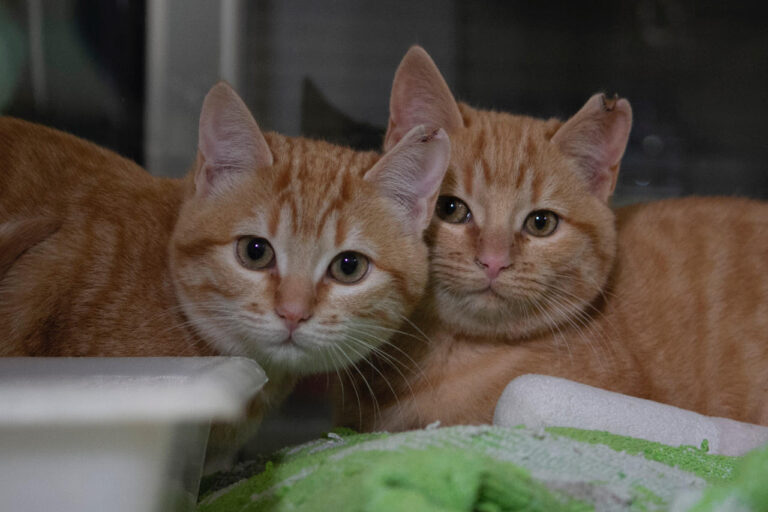 multimedia-foto76212-571-1