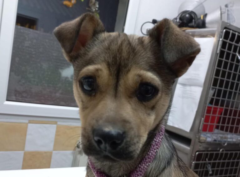 multimedia-foto76224-225-1