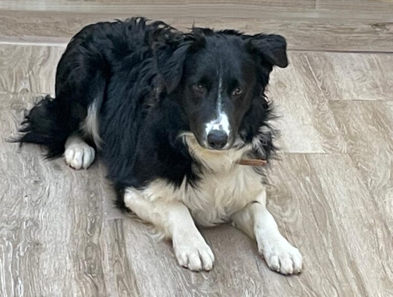 multimedia-foto76238-330-1