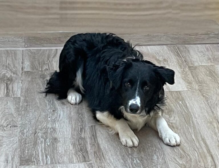 multimedia-foto76239-330-1