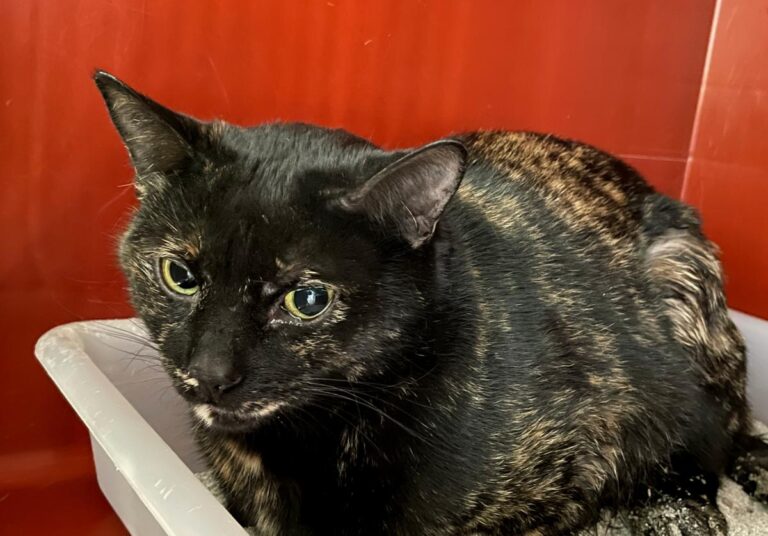 multimedia-foto76254-76-1