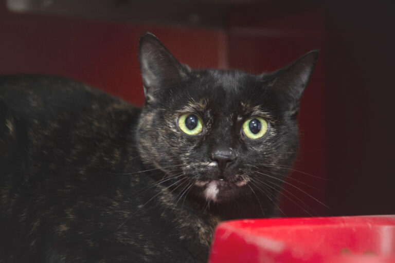 multimedia-foto76255-76-1