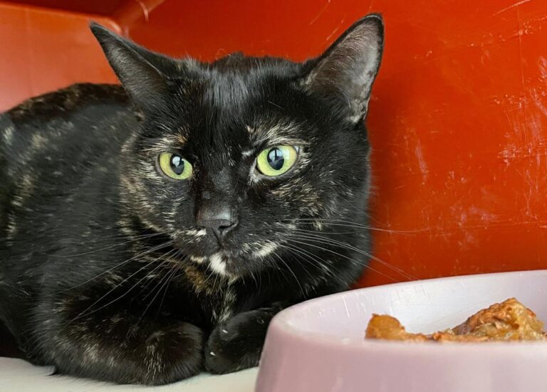 multimedia-foto76256-77-1