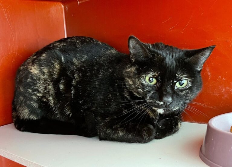 multimedia-foto76257-77-1