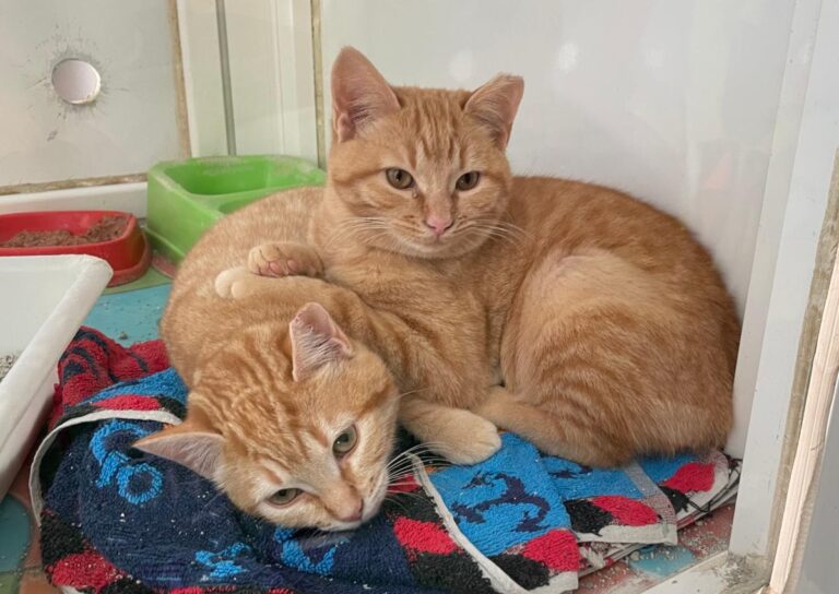 multimedia-foto76259-532-1