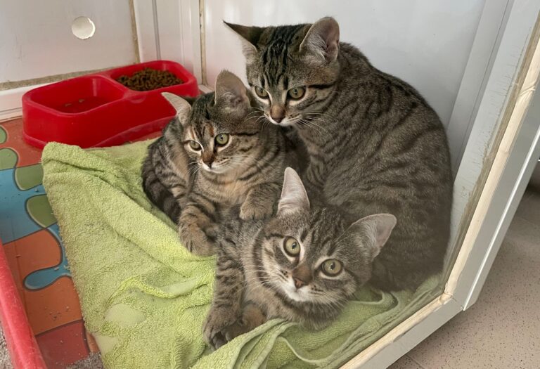 multimedia-foto76263-619-1