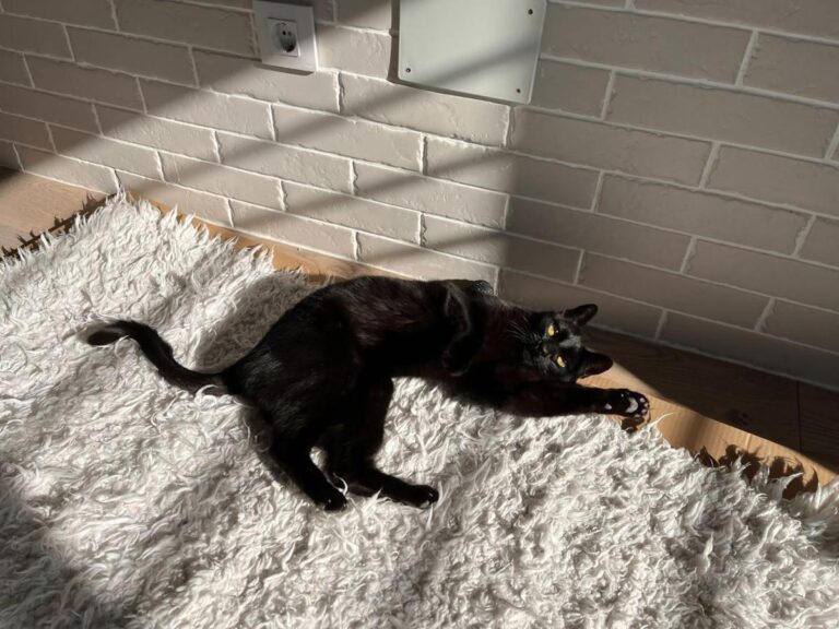 multimedia-foto76268-163-1