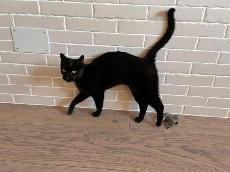 multimedia-foto76269-163-1