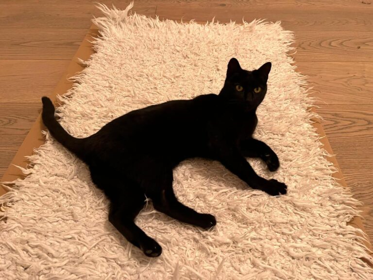 multimedia-foto76270-163-1