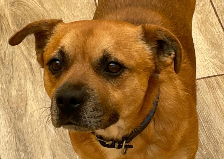 multimedia-foto76272-916-1