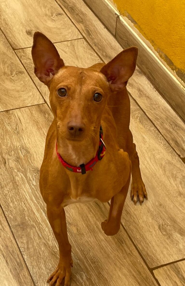 multimedia-foto76274-983-1