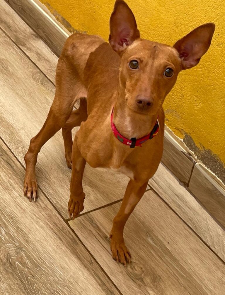 multimedia-foto76275-983-1