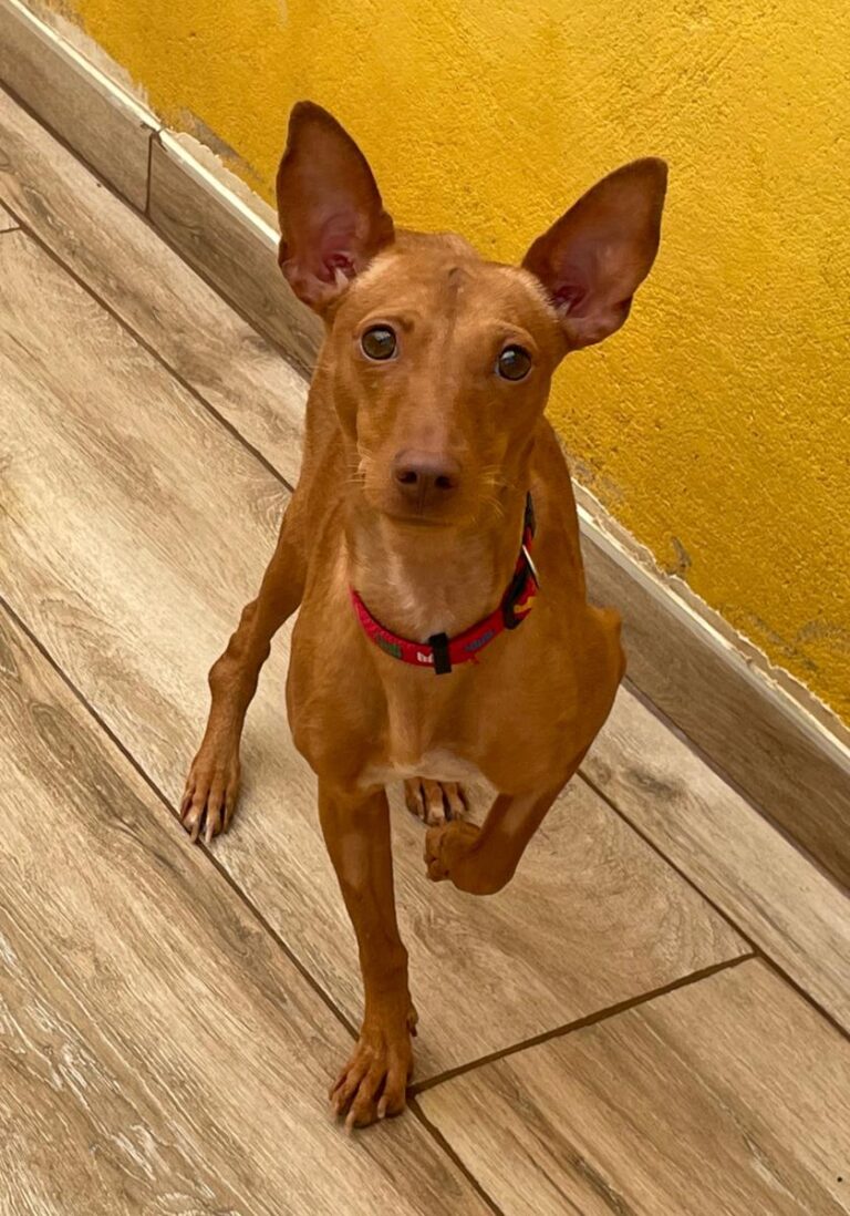 multimedia-foto76276-983-1