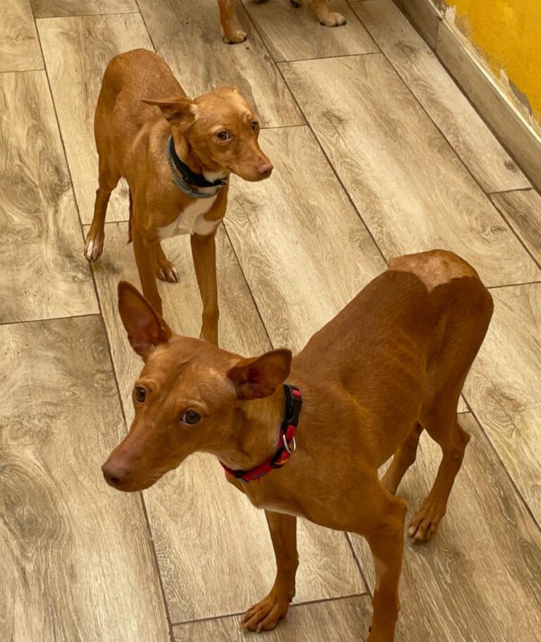 multimedia-foto76277-983-1