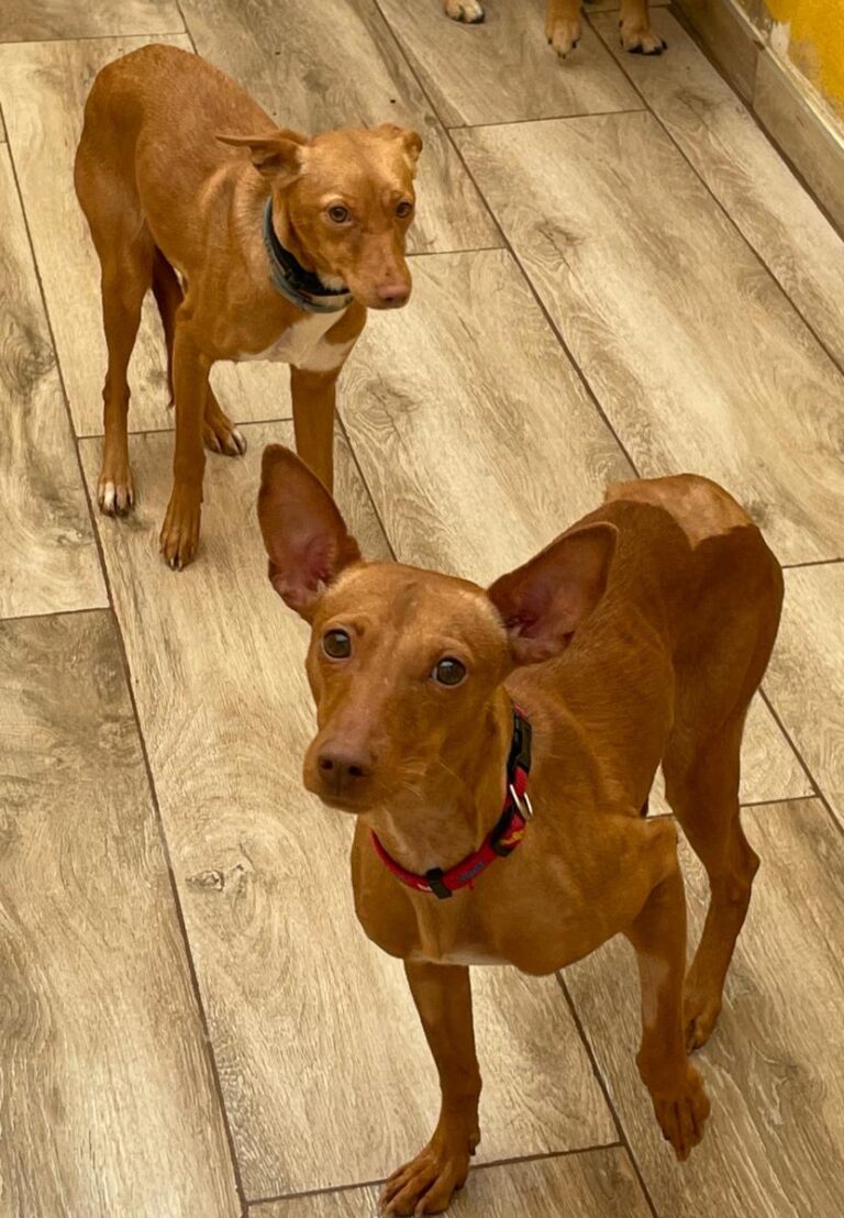 multimedia-foto76278-984-1