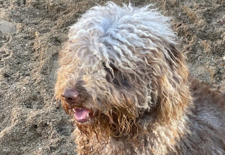 multimedia-foto76395-184-1