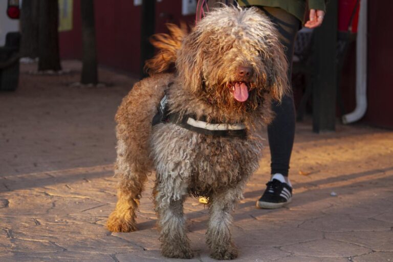 multimedia-foto76401-186-1