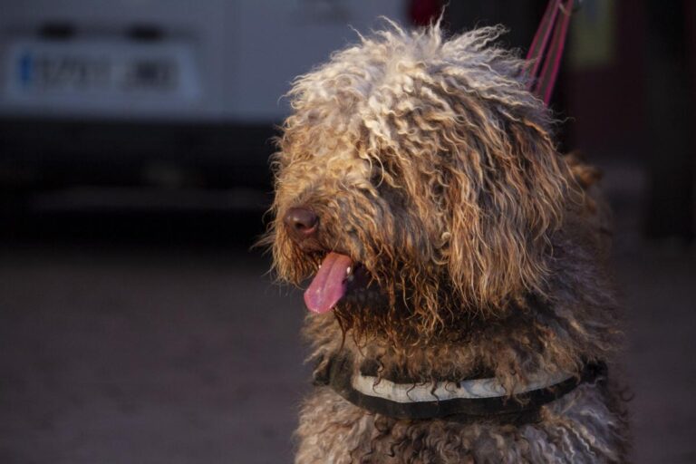 multimedia-foto76402-186-1