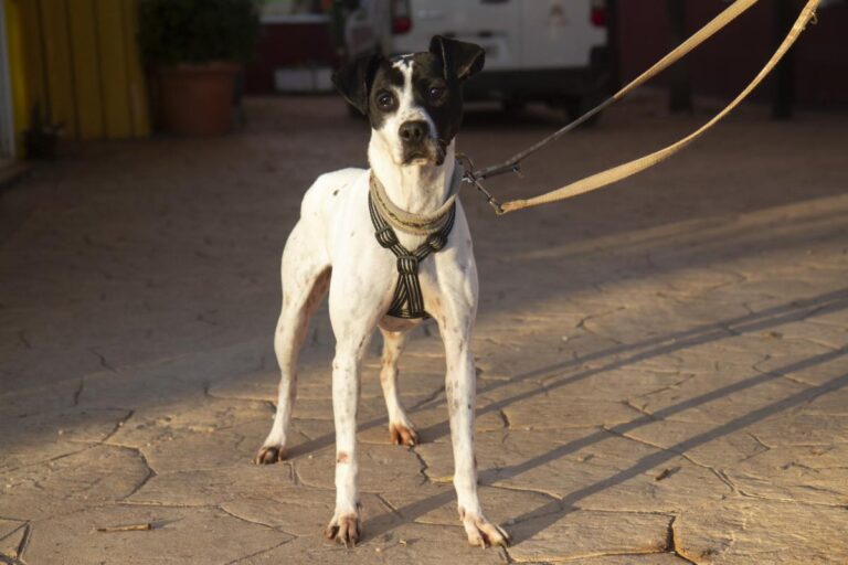 multimedia-foto76407-638-1