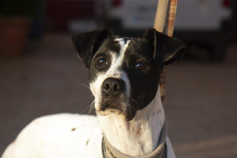 multimedia-foto76410-639-1