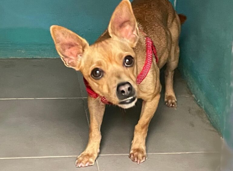 multimedia-foto76452-806-1