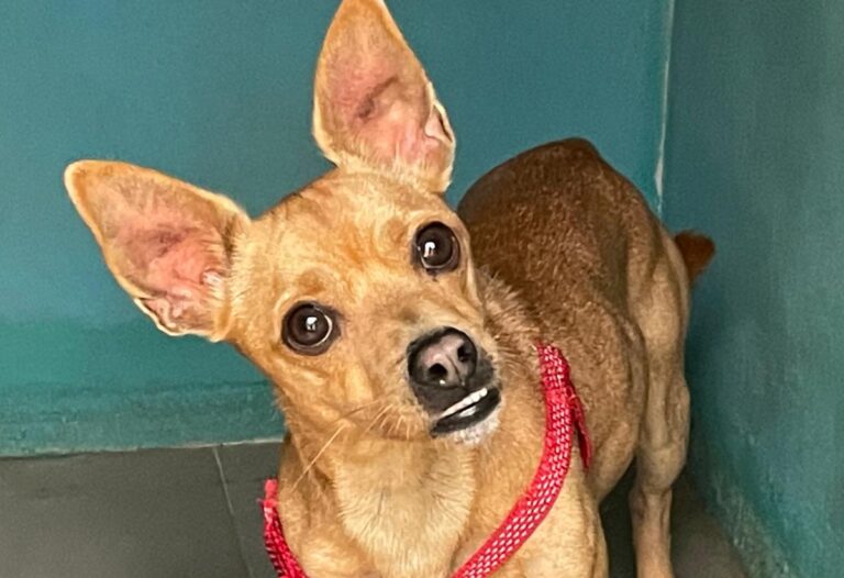 multimedia-foto76453-806-1