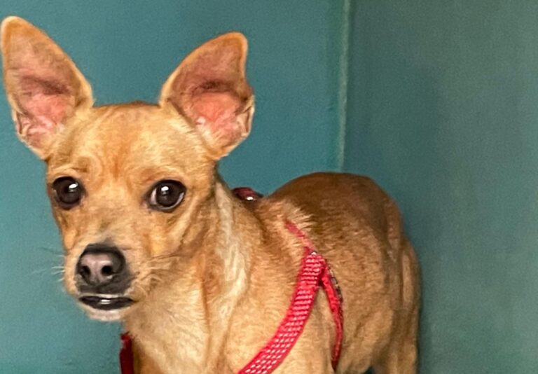 multimedia-foto76456-807-1