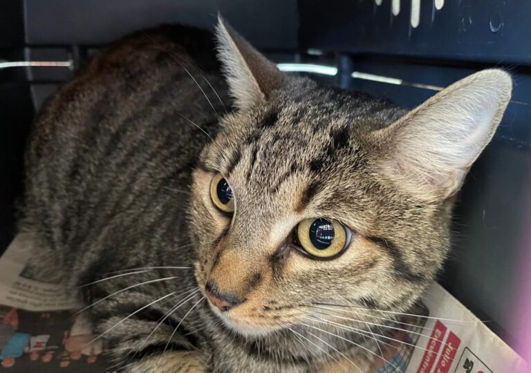 multimedia-foto76458-420-1