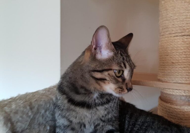 multimedia-foto76459-420-1