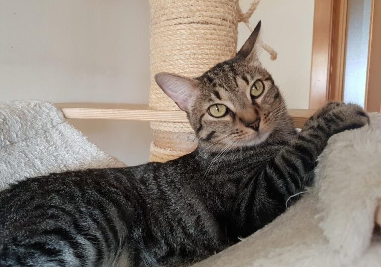 multimedia-foto76460-421-1