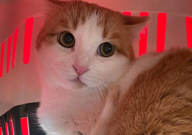 multimedia-foto76461-825-1