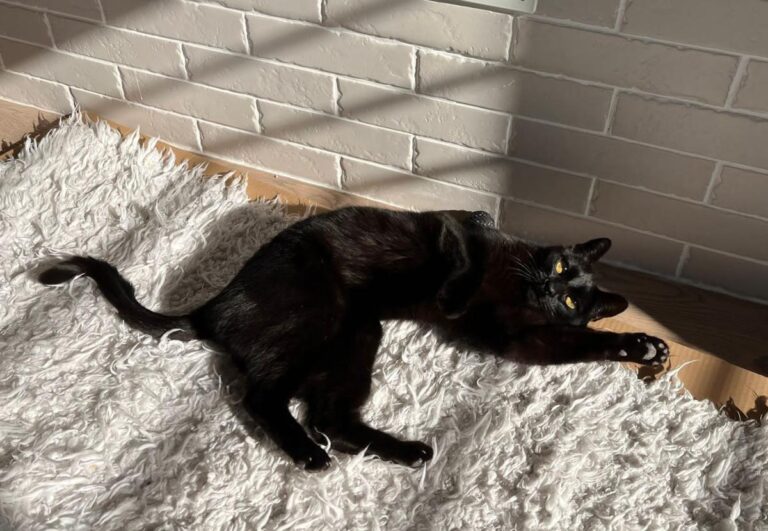 multimedia-foto76469-7-1