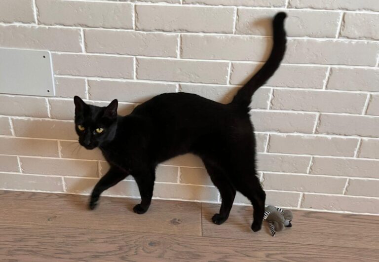 multimedia-foto76470-7-1