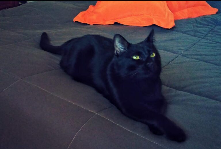 multimedia-foto76473-83-1