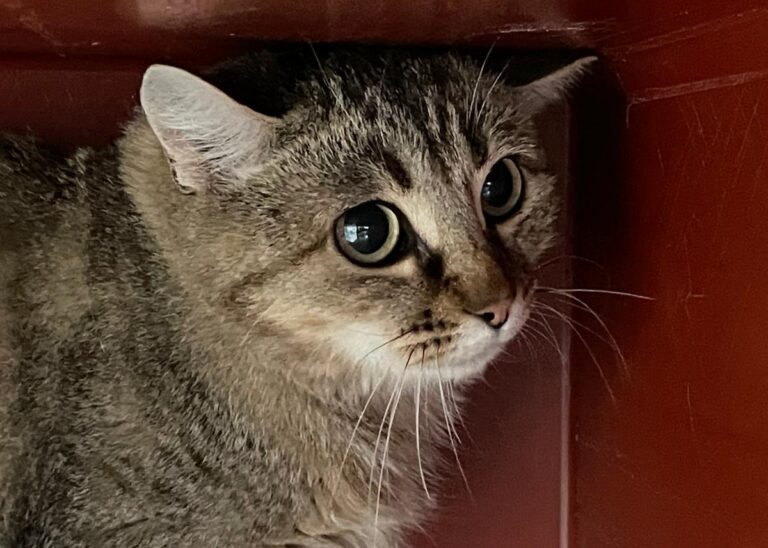 multimedia-foto76488-121-1