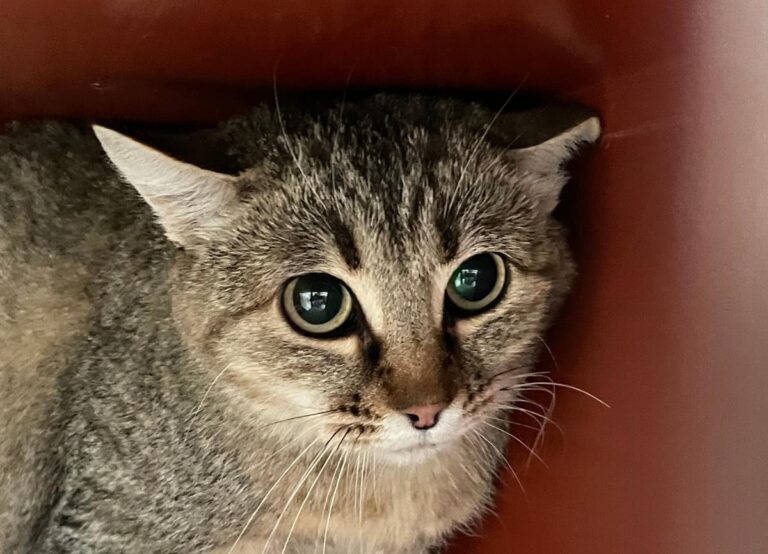 multimedia-foto76491-122-1