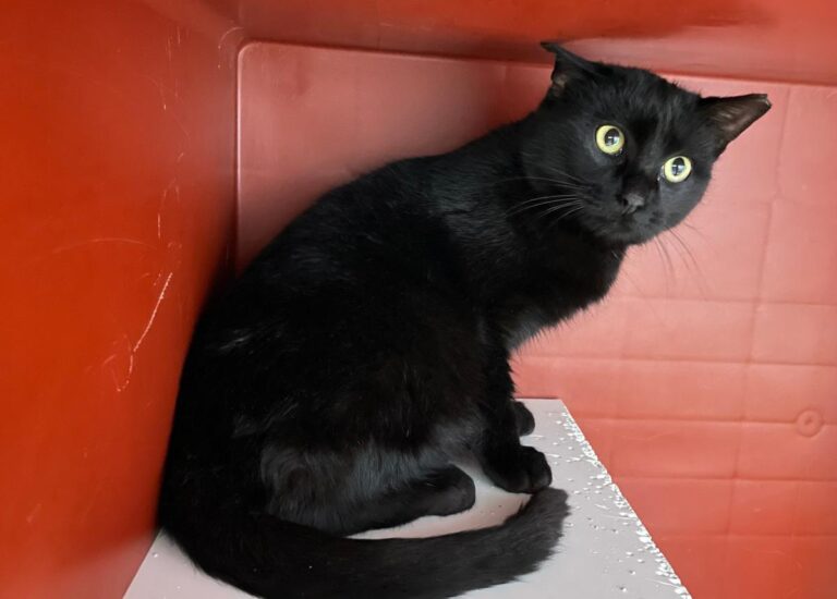 multimedia-foto76519-395-1