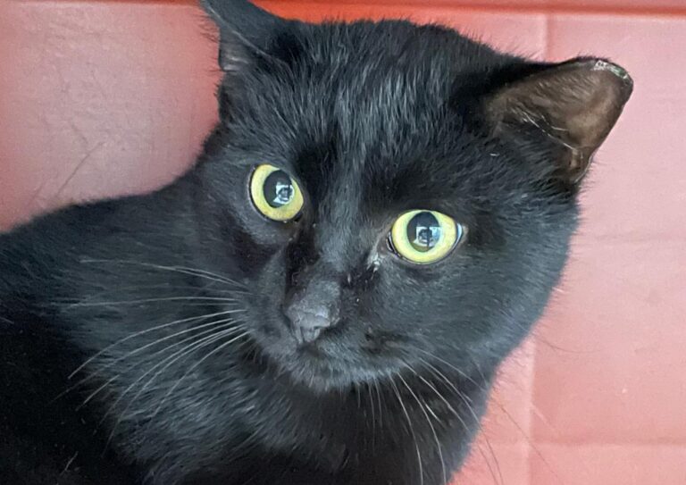 multimedia-foto76520-395-1